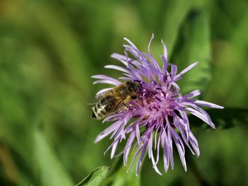 Close-up of bee pollinating on purple flower