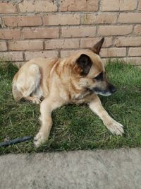 Dog lying on grass