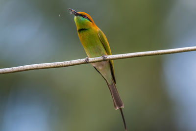 Close-up of bird perching on branch