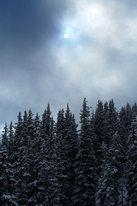 Low angle view of pine trees against sky