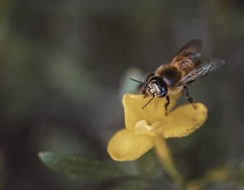 Close-up of butterfly pollinating on yellow flower