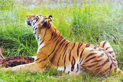 Cat lying in a field