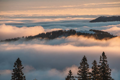 Hills with pine forest peeking out of the fog