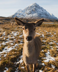 Portrait of deer standing on land during winter