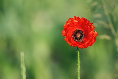 Close-up of red poppy flower