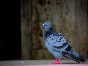 Close-up of pigeon perching on monument