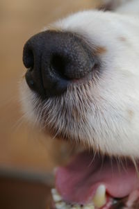 Close-up of dog