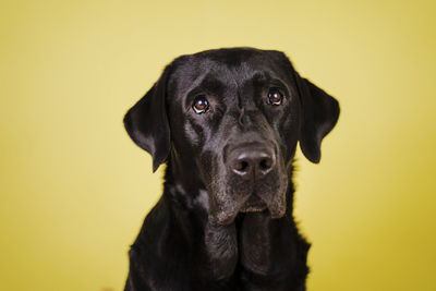 Close-up portrait of black dog