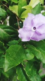 Close-up of purple flowering plant