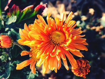 Close-up of orange flowering plant