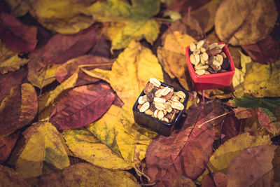 Close-up of yellow maple leaves with dry fruits on wood