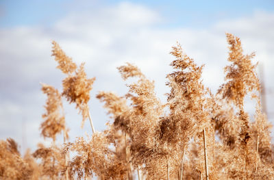 Golden reed seeds in neutral tones on a light background. pampas grass at sunset. dry reeds close up