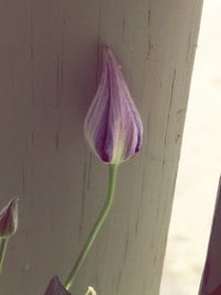 Close-up of flower in water