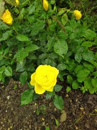 High angle view of yellow rose amidst plants