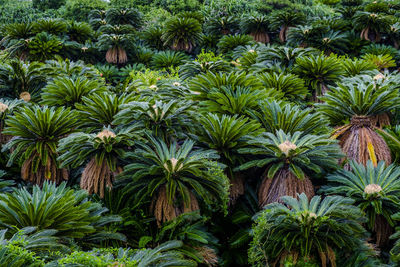 Palm trees in garden