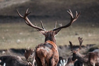 Deer in a field