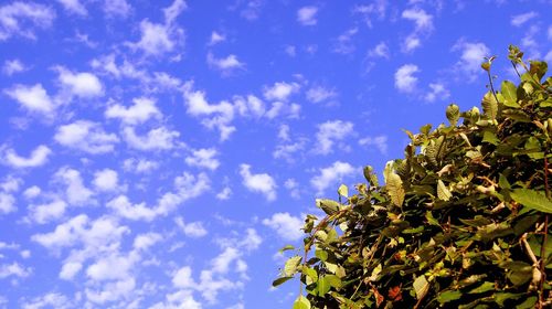 Low angle view of trees against blue sky