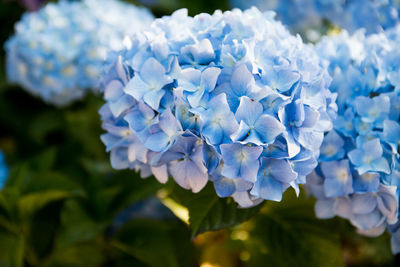 Close-up of purple hydrangea flowers