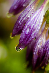 Close-up of wet purple flower