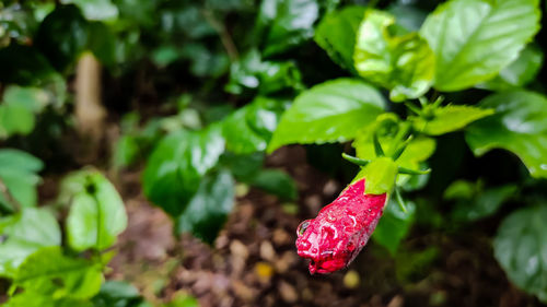 Close-up of pink rose flower