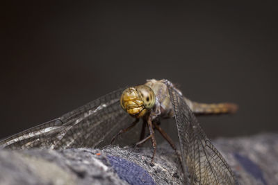 Close-up of insect on wood against black background