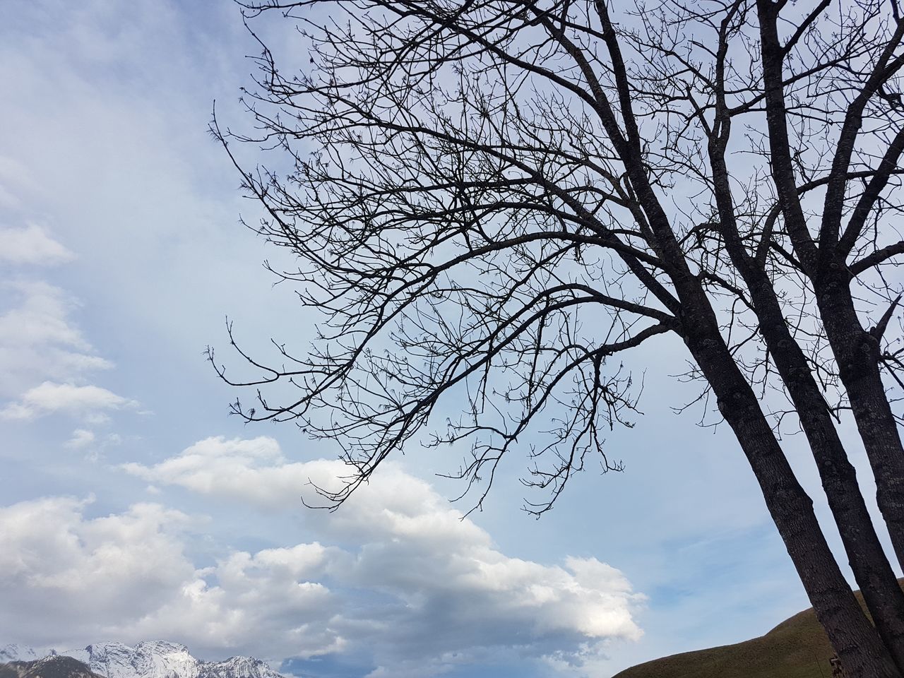 LOW ANGLE VIEW OF TREE AGAINST SKY