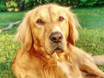 Young golden retriever is relaxing on grass in the park. dog sitting outside and looking into sun