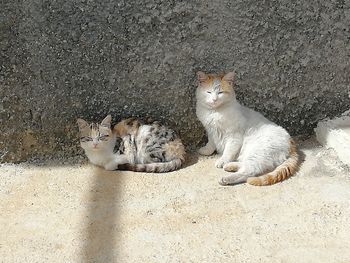 Portrait of cat sitting outdoors