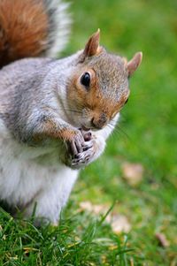 Close-up portrait of squirrel