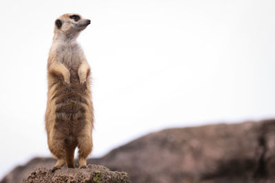 Meerkat standing on rock against sky