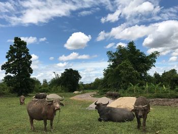 Cows grazing on field against sky