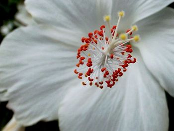 Close-up of flower