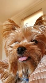 Close-up portrait of a dog at home