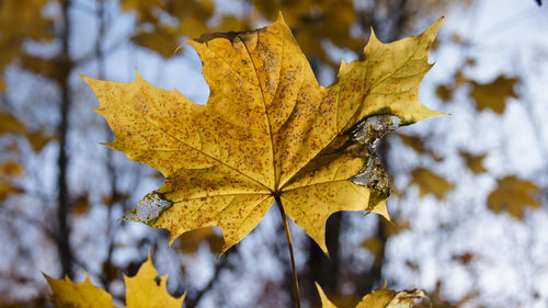 Close-up of maple leaves