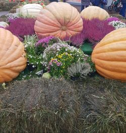 High angle view of pumpkin on flowering plants