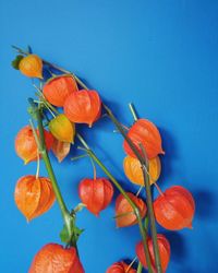 Close-up of orange flowering plant against blue wall