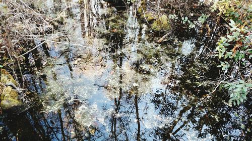 Reflection of trees in water