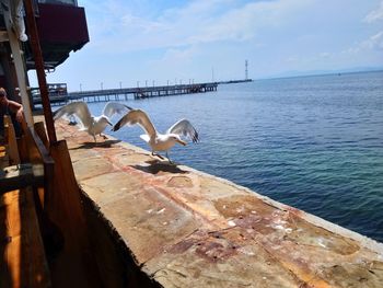 Seagulls on a pier