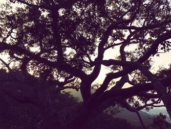 Low angle view of trees