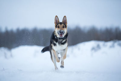 Portrait of dog running on snow covered land