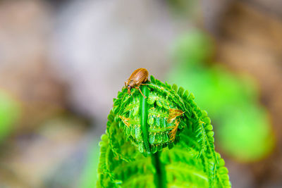 green