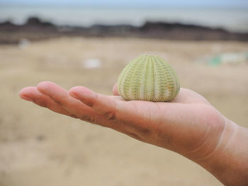 Close-up of hand holding sea urchin at beach