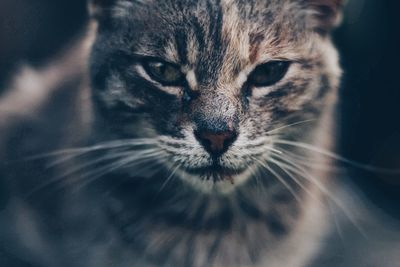 Close-up portrait of cat