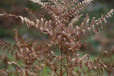 Close-up of dried plant