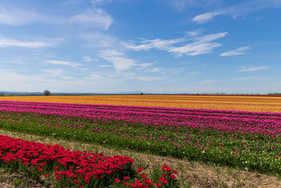 Scenic view of flowering plants on field against sky