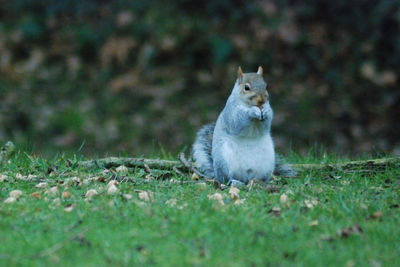 View of an animal on field