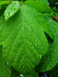 Close-up of raindrops on leaves