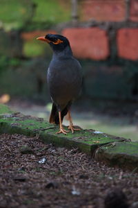 Close-up of bird perching on a land