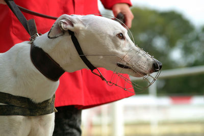 Midsection of person with dog wearing muzzle