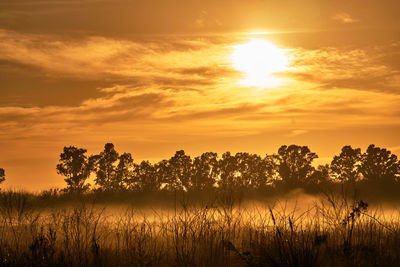 Silhouette trees against sky during sunset
